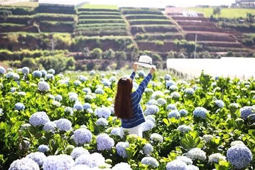 Dalat 1 Day Tour From Nha Trang by private car
